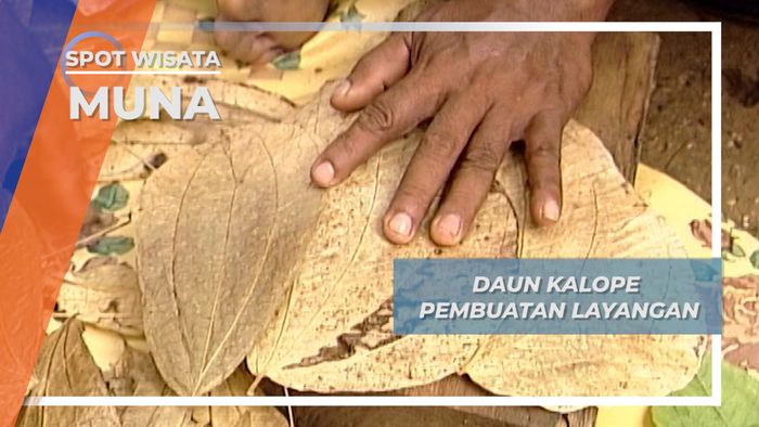 Daun Kalope, Bahan Dasar Layangan Pulau Muna Sulawesi Tenggara 