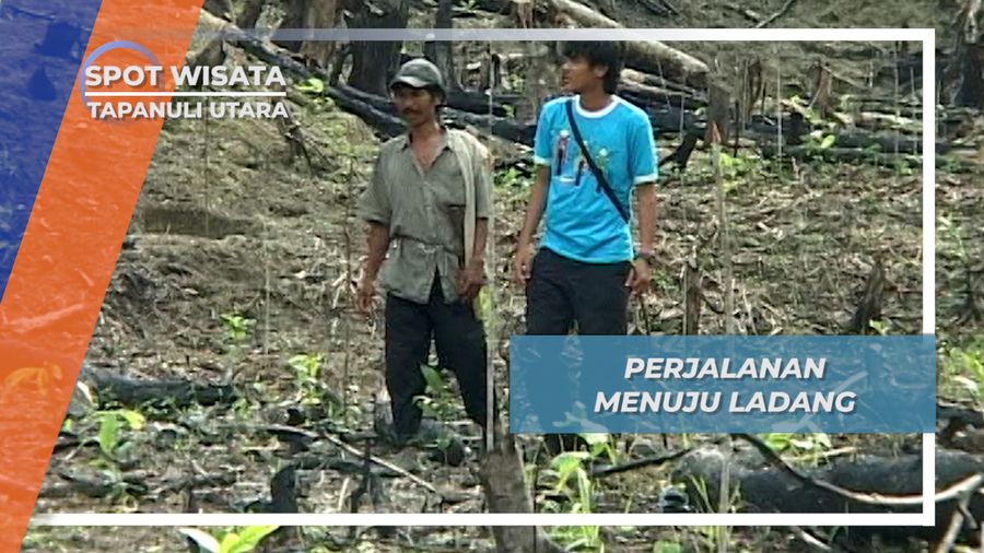 Hutan Gundul Antara Ladang Nilam dan Dusun Hopong Desa Doloksanggul Tapanuli Utara