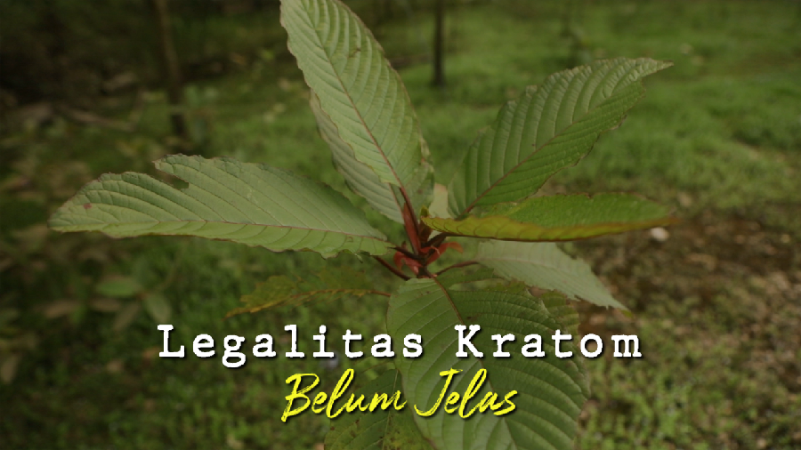 Pro-Kontra Daun Kratom, Komoditas Petani Kapuas Hulu yang Tuai Kontroversi