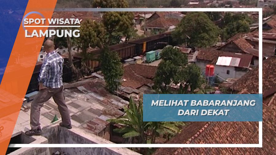 Melihat Babaranjang dari Dekat, Lampung