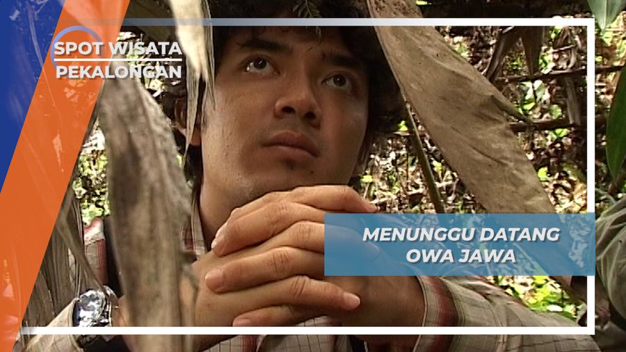 Menunggu Kedatangan Si Owa Jawa Di Hutan Sokokembang Pekalongan