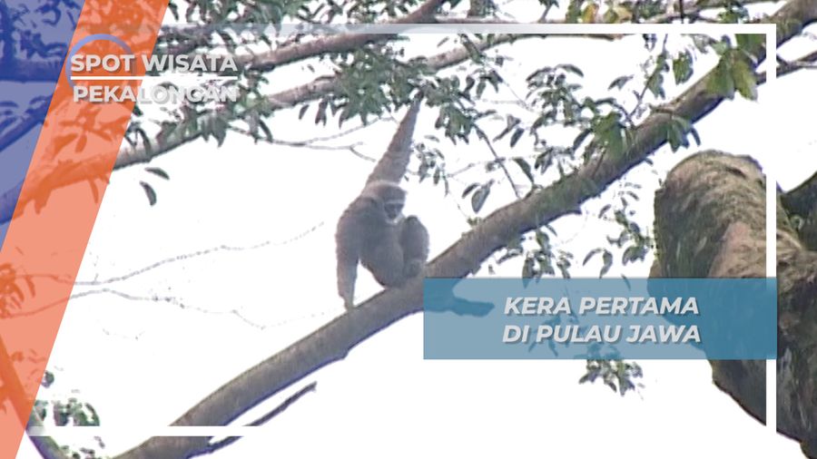 Nyanyian Si Owa Jawa, Primata Hutan Sekokembang Pekalongan
