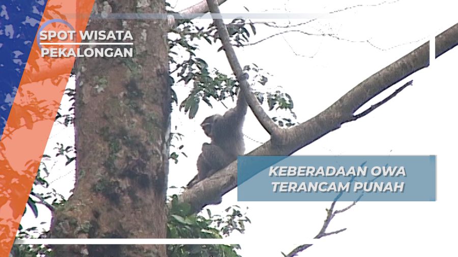 Tahukah Anda Beda Kera dan Monyet ?  Hutan Sekokembang Memberi Jawabnya