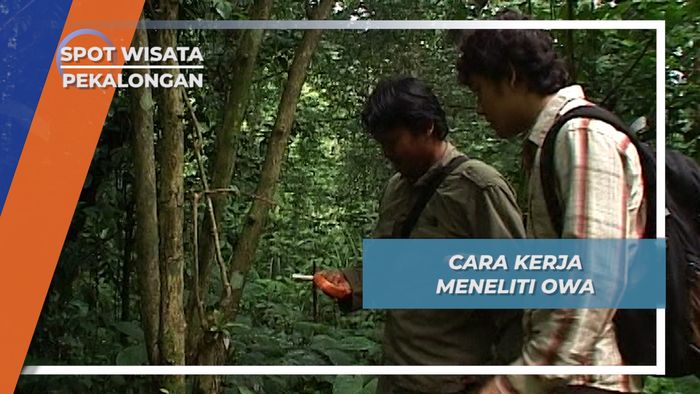 Tak Hanya Owa Jawa Yang Ditilik, Kulinernya di Hutan Sekokembang Pun Dicicipi  