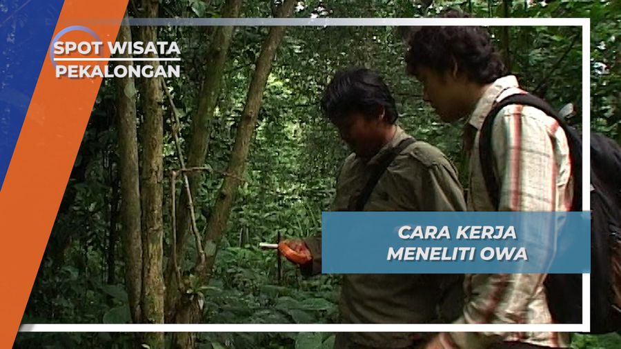 Tak Hanya Owa Jawa Yang Ditilik, Kulinernya di Hutan Sekokembang Pun Dicicipi  