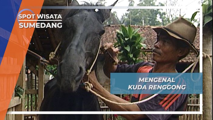 Kuda Renggong, Kuda Asal Sumbawa Yang Menari Mengikuti Irama Musik Sumedang