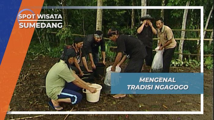 Mengenal Tradisi Ngagogo, Tradisi Menangkap Ikan di dalam Kolam, Sumedang