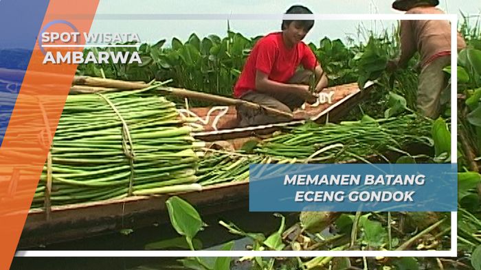 Memanen Batang Eceng Godnok, Ambarawa