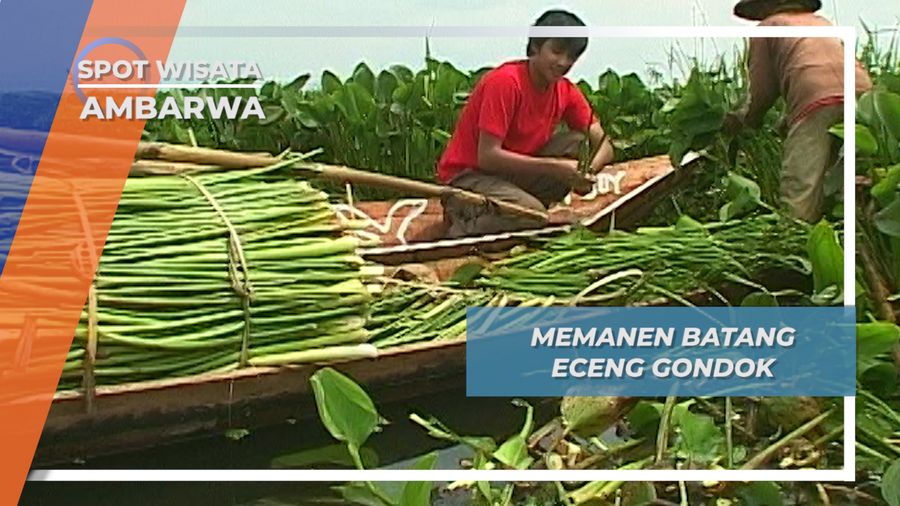Memanen Batang Eceng Godnok, Ambarawa