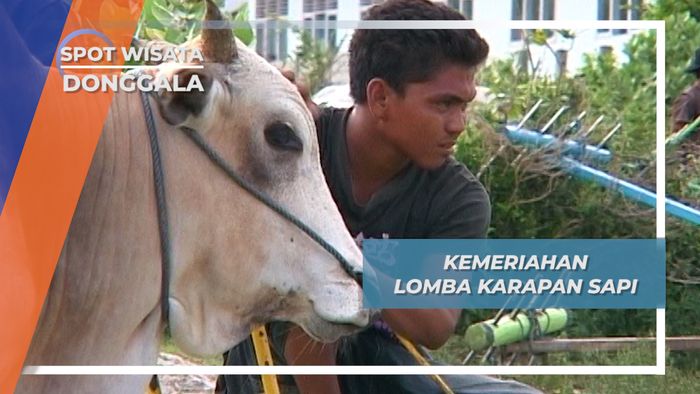 Racikan Jamu Saraba, Kunci Kemenangan Lomba Balap Sapi Tradisional Sigi, Sulawesi Tengah