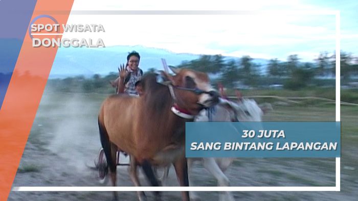 Memacu Adrenalin Menjadi Joki Balap Sapi Sigi, Sulawesi Tengah