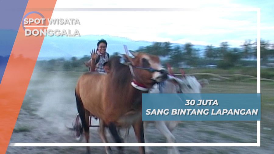 Memacu Adrenalin Menjadi Joki Balap Sapi Sigi, Sulawesi Tengah