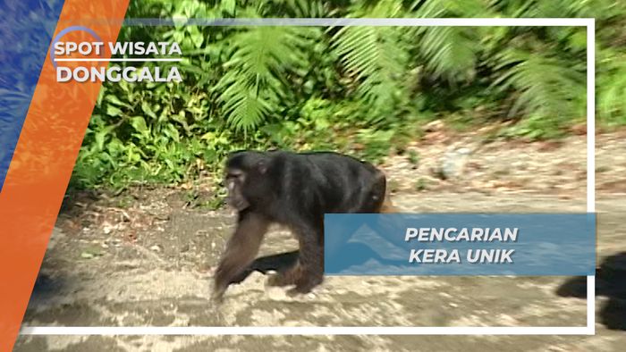 Tingkah Lucu Kera Penggembala Sapi, Sindue, Donggala, Sulawesi Tengah