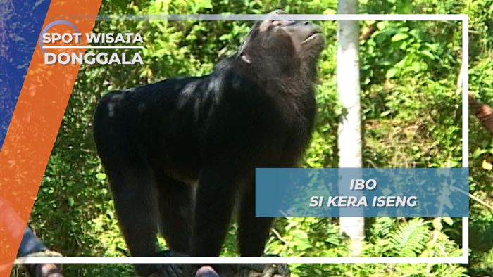 Karena Keisengan Ibo Si Kera, Gerobak Sapi Tersangkut di Lumpur, Sindue, Sulawesi Tengah