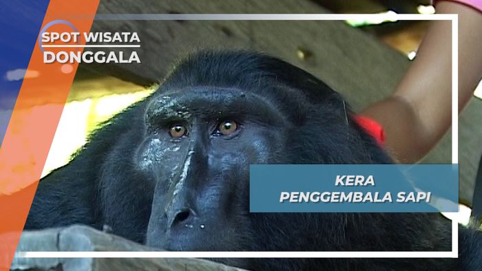 Oki, Sang Kera yang Bersahabat dengan Sapi, Sindue, Sulawesi Tengah