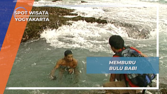 Memburu Bulu Babi Menyelami Karang Laut Selatan Yogyakarta
