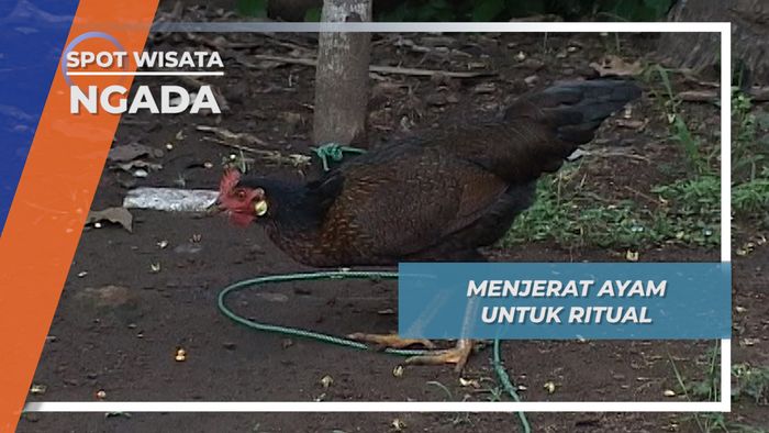 Tradisi Tangkap Ayam Ternak Masyarakat Kampung Bela Ngada Flores