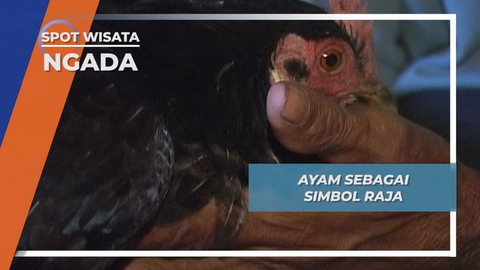 Setelah Diramal Melalui Ayam, Lalu Santap Bersama Masyarakat Adat Bela Flores
