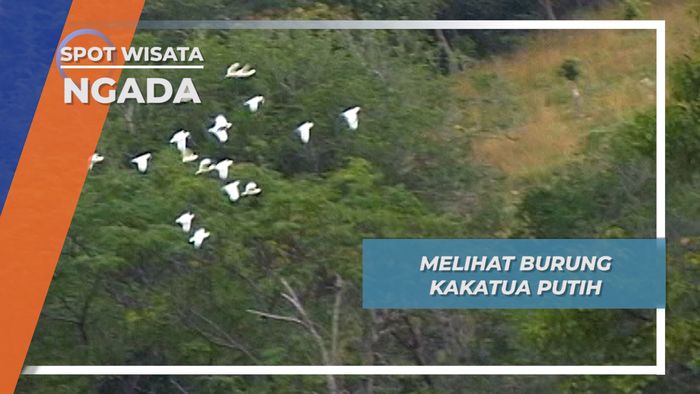 Kakatua Putih, Satwa Istimewa Asal Bukit Ume Kecamatan Riung Ngada Flores