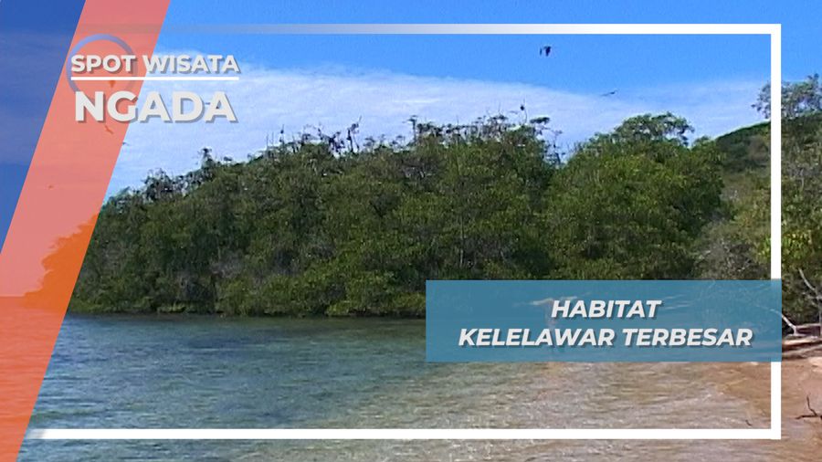 Habitat Kelelawar Terbesar, Riung, Ngada