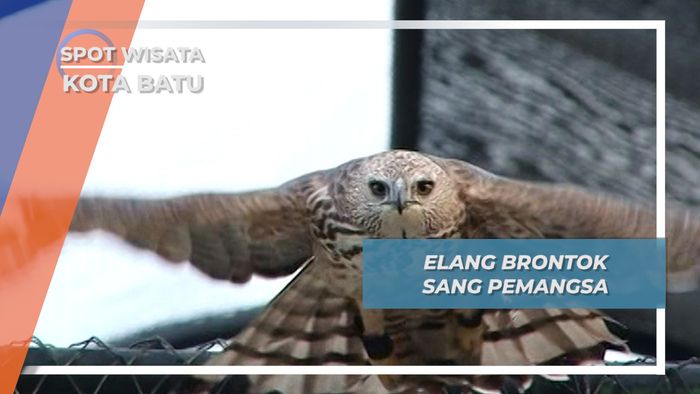 Elang Brontok Sang Pemangsa Dari Kawasan Asia, Penghuni Kota Batu