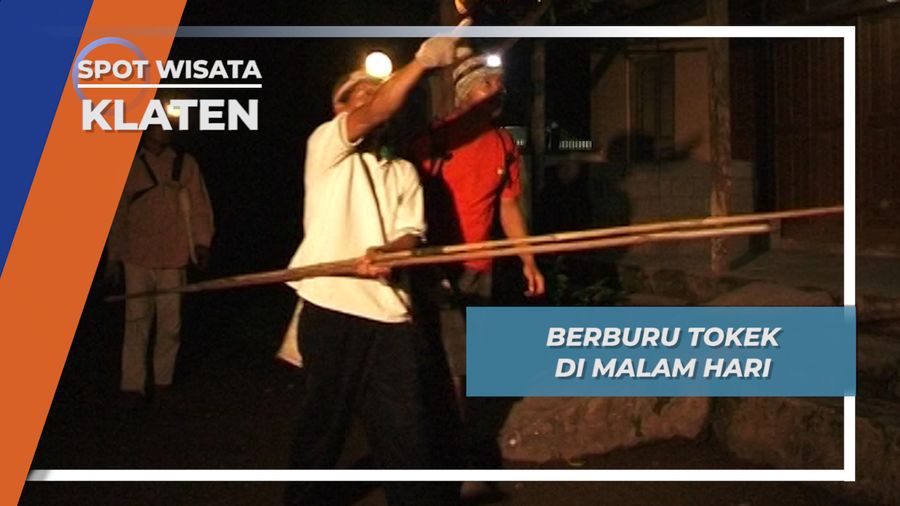 Berburu Tokek Malam Hari di Kebon Dalem Lor Prambanan Klaten