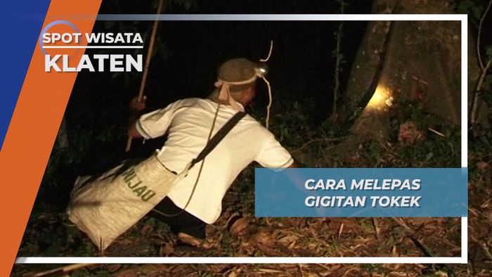 Melepas Gigitan Tokek Kebon Dalem Lor Klaten Jawa Tengah