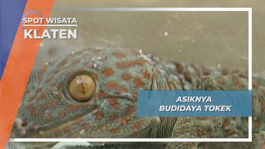 Budidaya Tokek Kebon Dalem Lor Klaten Jawa Tengah