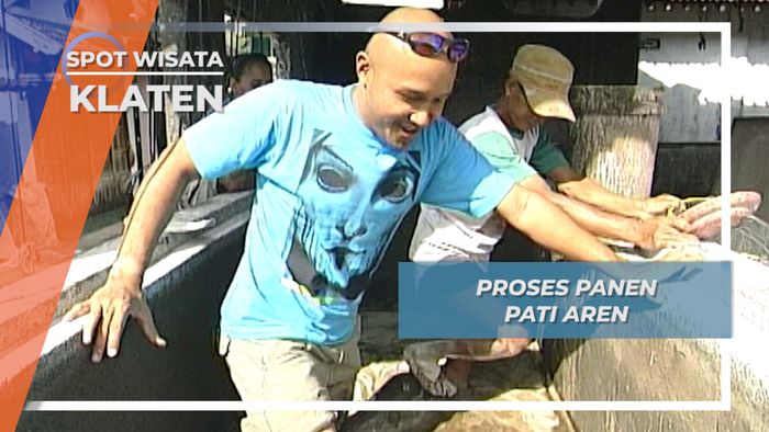 Proses Panen Pati Aren Desa Daleman Klaten Jawa Tengah