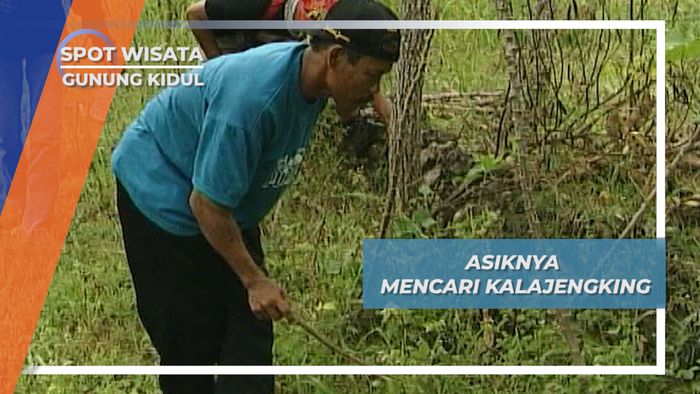 Berburu Kalajengking, Hewan Penyengat yang Sangat Berbahaya, Gunung Kidul