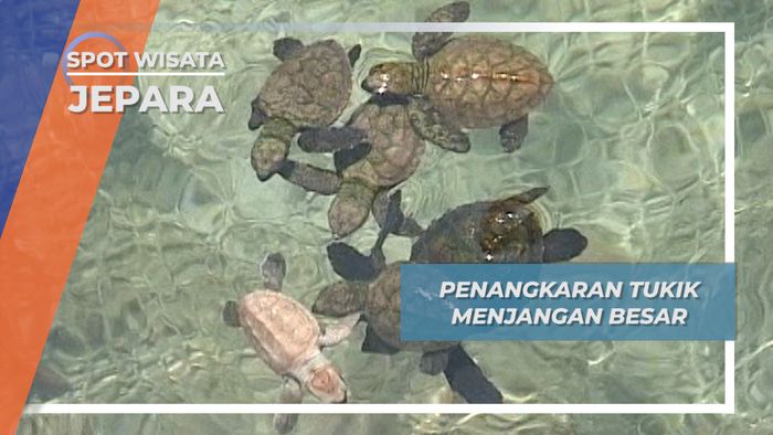 Tukik, Penghuni Mungil Pulau Menjangan Besar Jepara