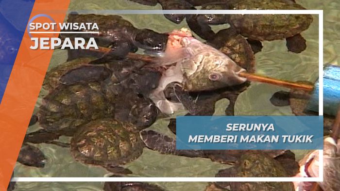 Ikan Segar Santapan Si Mungil Tukik Menjangan Besar Jepara