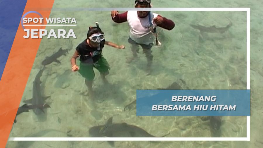 Hiu Hitam Menjangan Besar Jepara, Hiu Yang Dari Kecil Bersahabat Dengan Manusia