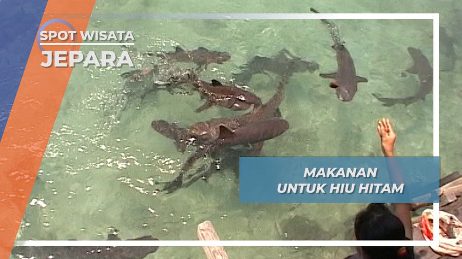 Berenang Bersama Dan Memberi Makan Hiu Hitam Menjangan Besar Jepara