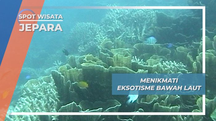 Bertemu Nemo Si Penghuni Dasar Laut Menjangan Kecil Jepara