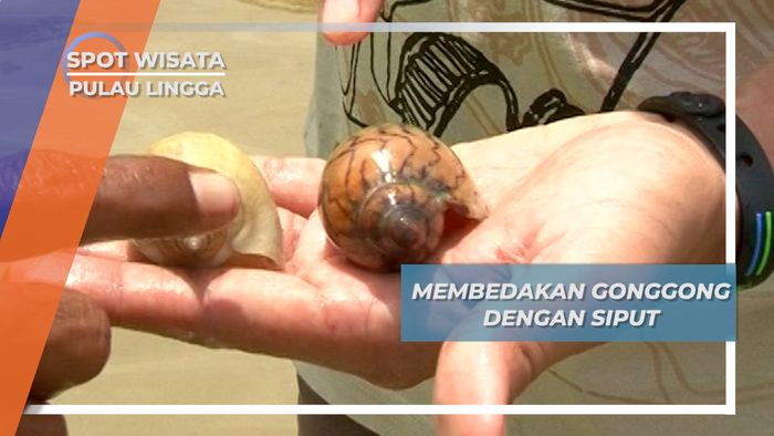 Begini Cara Membedakan Gonggong Dengan Siput Laut, Pulau Lingga