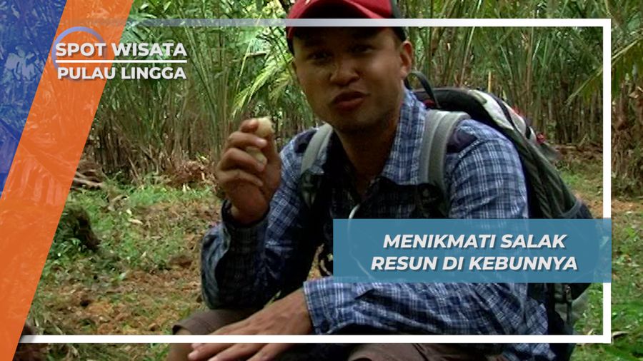 Menikmati Salak Resun Langsung dari Kebunnya, Pulau Lingga