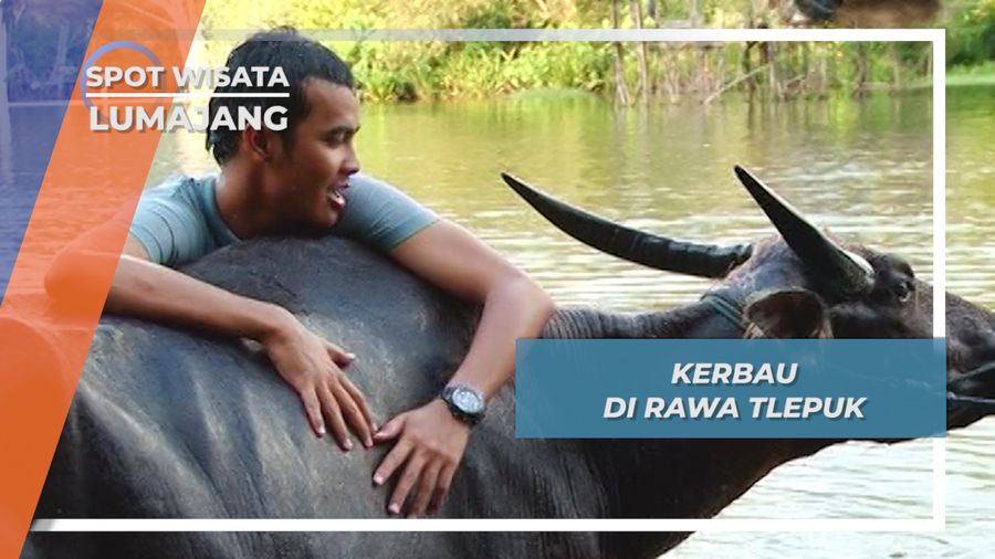 Kerbau Rawa di Desa Tlepuk Lumajang