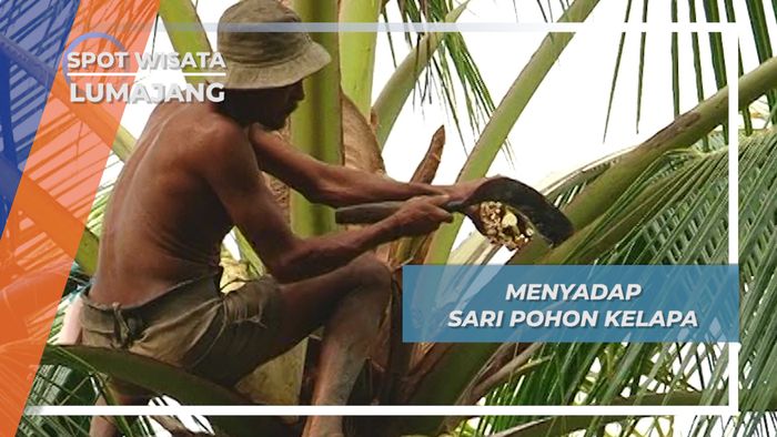 Nderes, Menyadap Sari Pohon Kelapa untuk Membuat Gula Jawa, Desa Tlepuk, Lumajang