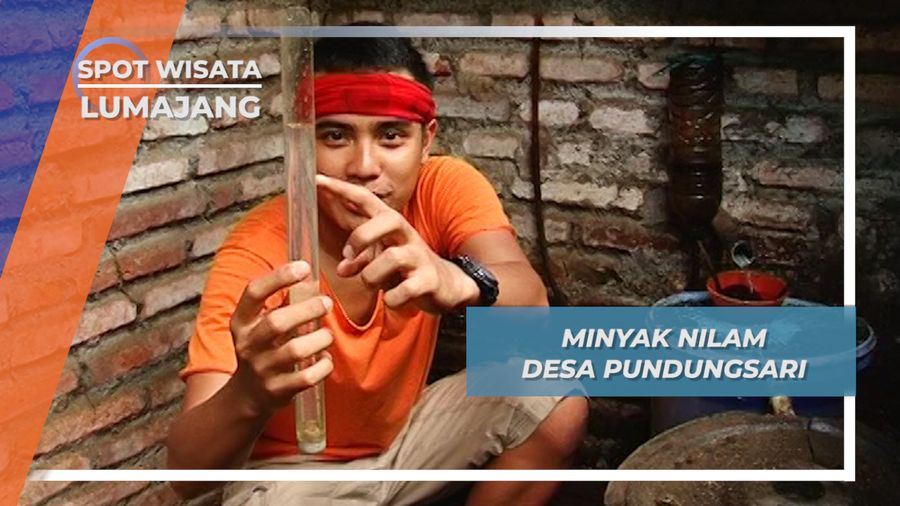 Nilam, Mata Pencaharian Utama Warga Desa Pundungsari, Lumajang