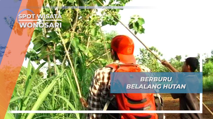 Berburu Belalang, Kegiatan Menyenangkan Anak-anak Wonosari, Yogyakarta