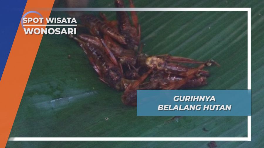 Kaya Manfaat, Kuliner Belalang ini Rasanya Gurih, Wonosari