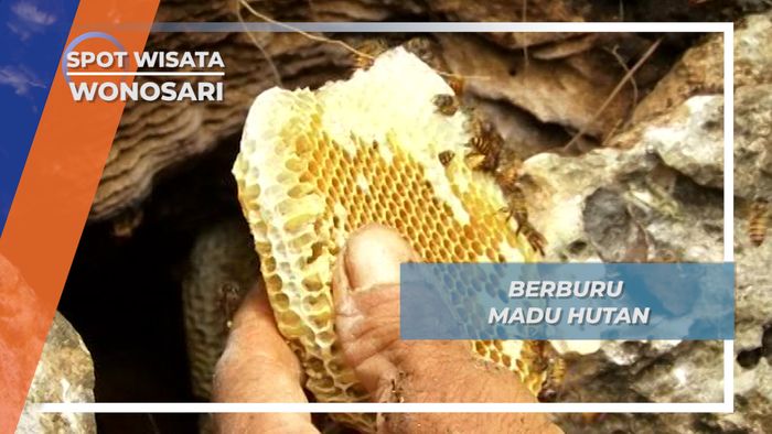 Berburu Madu Hutan Menggunakan Alat Palu dan Pahat, Wonosari