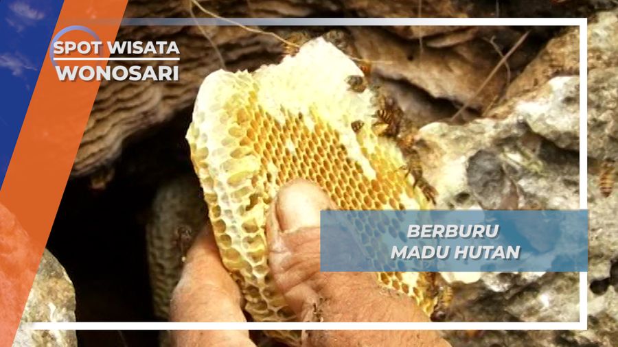 Berburu Madu Hutan Menggunakan Alat Palu dan Pahat, Wonosari