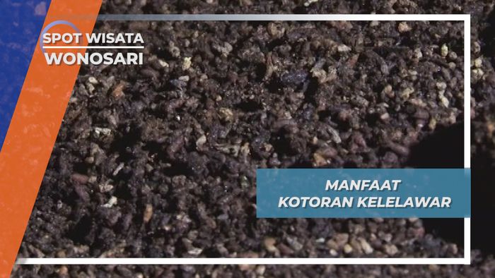 Guano, Pupuk Telek Lowo dari Kotoran Kelelawar yang Kaya Manfaat WonosariGunung Kidul