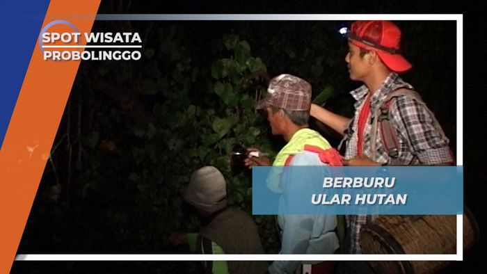 Berburu Ular Malam Hari di Desa Gading Probolinggo 