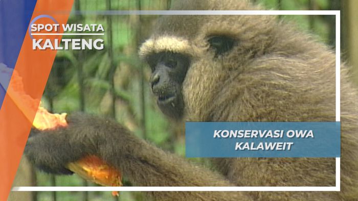Memberi Makan Owa di Konservasi Kalaweit, Muara Teweh, Kalimantan Tengah 