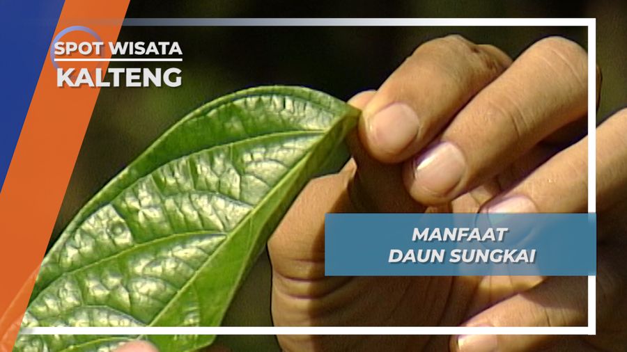 Daun Sungkai, Micin Asli Suku Dayak, Penyedap Rasa Desa Tumbang Manggu Kalimantan Tengah