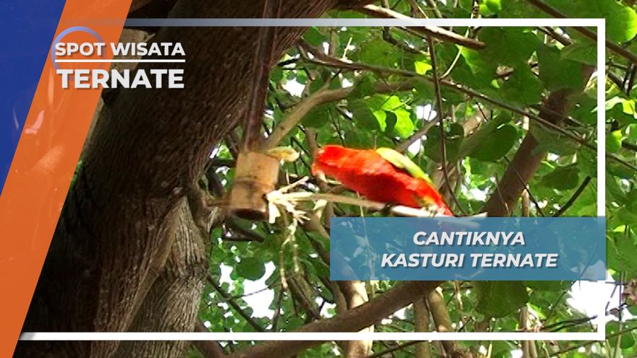 Kasturi, Burung Beo Endemis Penghuni Hutan Ternate, Maluku Utara