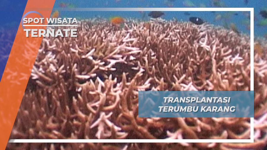 Rehabilitasi Ekosistim Laut Dengan Transplantasi Terumbu Karang, Ternate